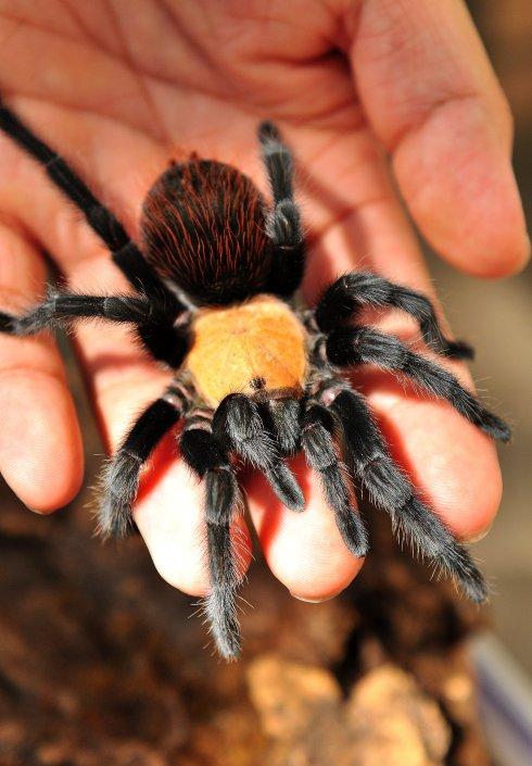毛蜘蛛特写——墨西哥金背红尾