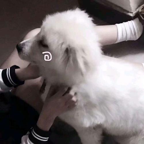 是不是男票不太喜欢呀!还是感觉你在遛狗? 以上女孩请注意啦!