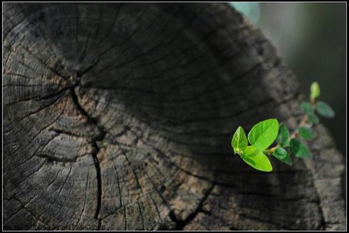 谁给我一张寓意着枯木逢春的树桩发芽照片.多多益善.满意追加分