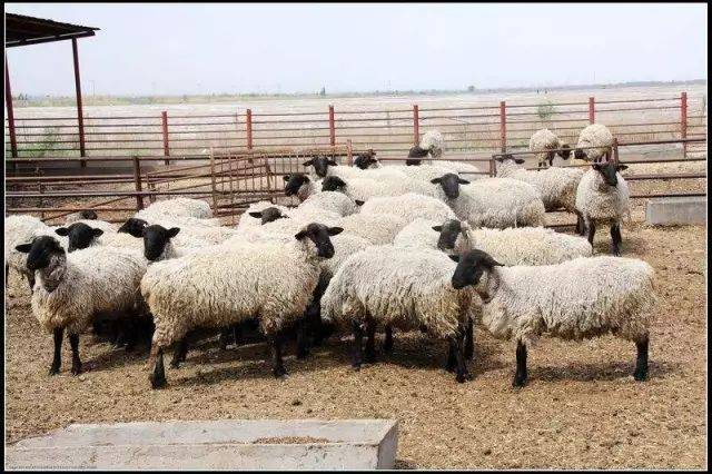 肉羊品种有萨福克羊,无角道赛特羊,小尾寒羊,兰德瑞斯羊和波尔山羊