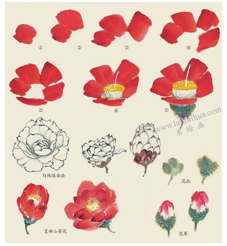 国画 花卉国画 > 正文  山茶为常青灌木或小乔木.