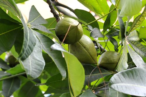 家里种的发财树今年长了很多发财果,想拿出去卖但第一