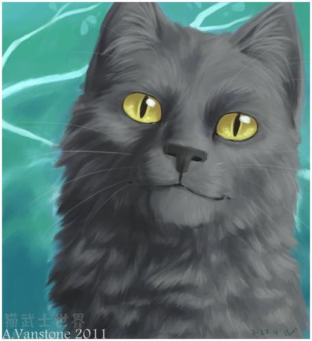 跟上冬青一起探索原著猫猫(*^-^*) - 猫武士世界