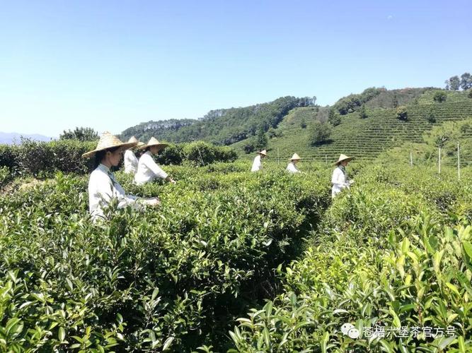 "六堡茶"梧州市农产品区域公用品牌央视宣传品牌片开拍