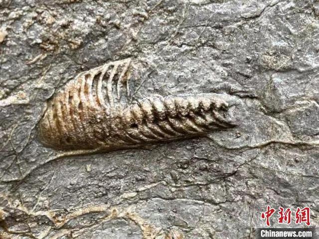 河北邯郸发现奥陶纪角石古生物化石群体