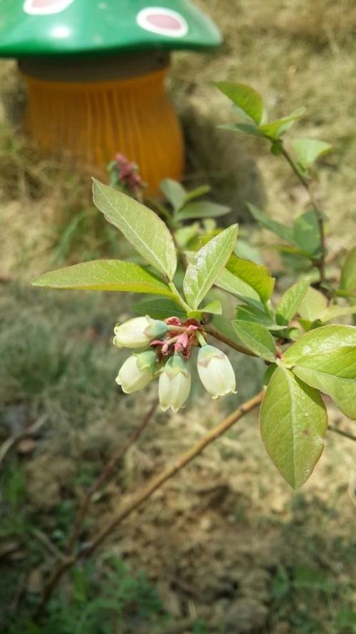 好可爱的铃铛~蓝莓花,希望秋天能结出小蓝莓来,那就有口福了