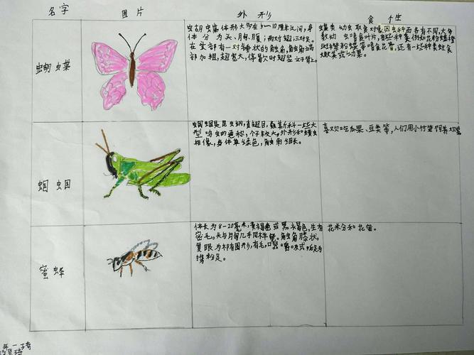 《昆虫备忘录》三年一班