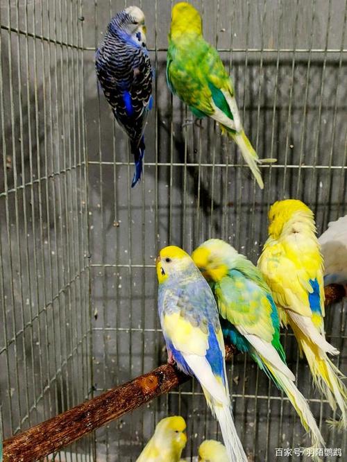 虎皮鹦鹉你最喜欢的品种是什么