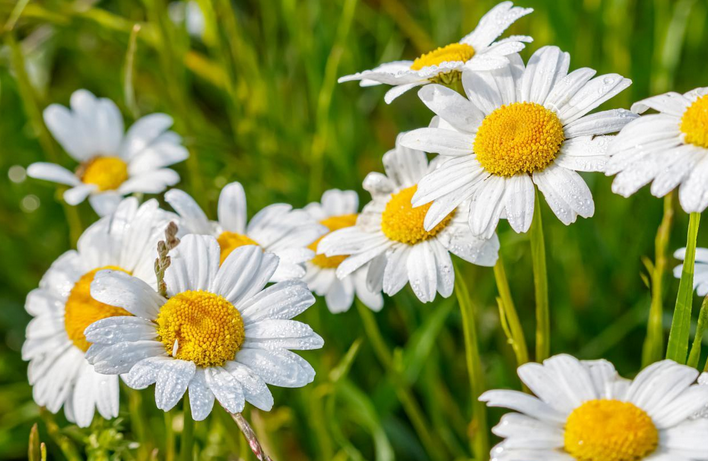 罗马洋甘菊精油的功效与作用 罗马洋甘菊精油的十大好处和应用