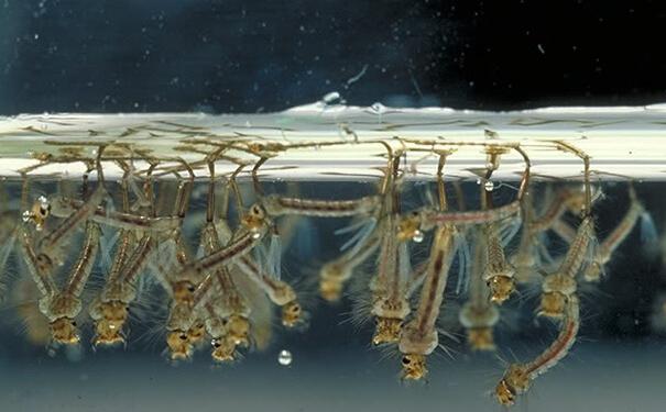 孑孓是什幺水里的秘密