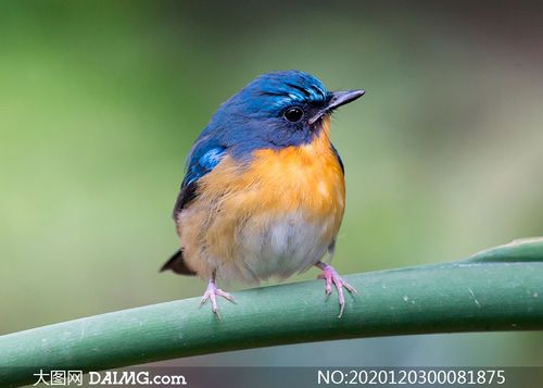 枝头上的山蓝仙鹟鸟摄影图片
