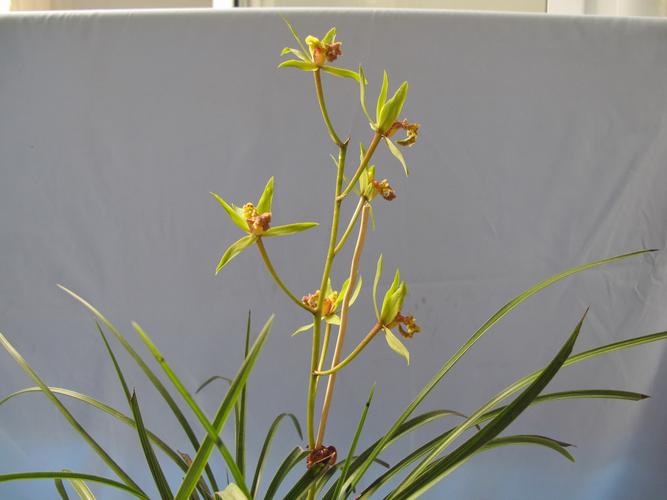 狮子头带花现分1