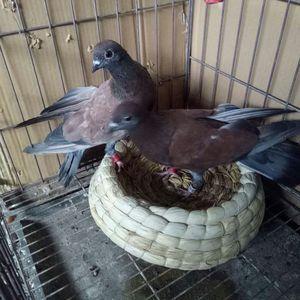 高飞鸽四川高飞鸽眉山高飞鸽,乐山高飞鸽眉山铜麻高飞一对