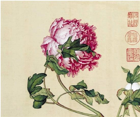 清 郎世宁花鸟图册——牡丹