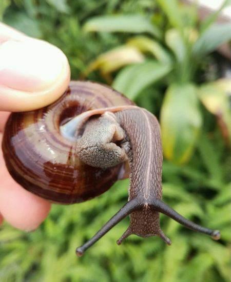 皱疤坚螺 蜗牛活体 宠物蜗牛