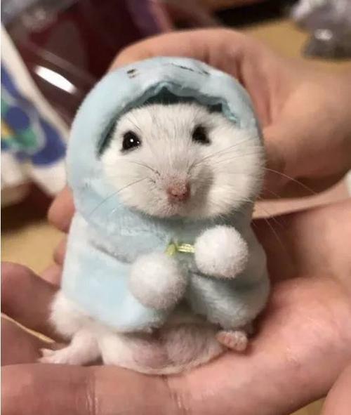 小仓鼠的衣服图片