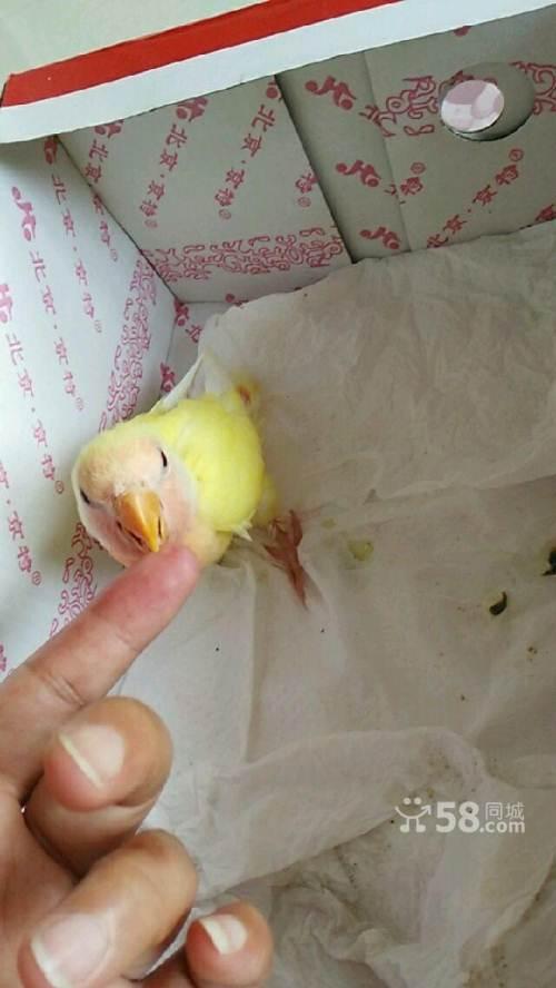 转让手养黄桃牡丹鹦鹉幼鸟一只