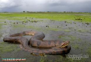 《世界上最大森蚺》:世界上最大的蛇 , 世界上最长的蛇   这两种大型