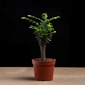 小叶紫檀苗迎客松造型盆栽树桩盆景罗汉松盆栽室内桌面绿植盆栽黑檀黑