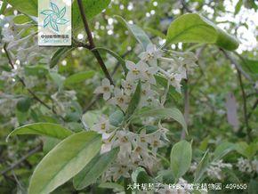 大叶胡颓子|6|37