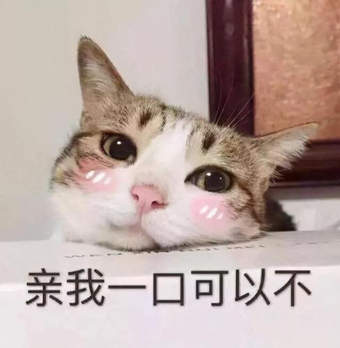 猫猫表情包:亲我一口可以不