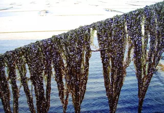 记者直击|平潭头水紫菜全国有名十分畅销!走,去现场看