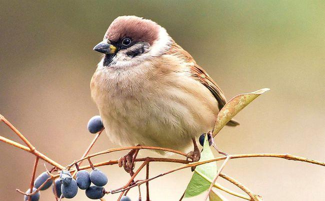 我国随处可见的麻雀竟然全是进口的那本地麻雀去哪了