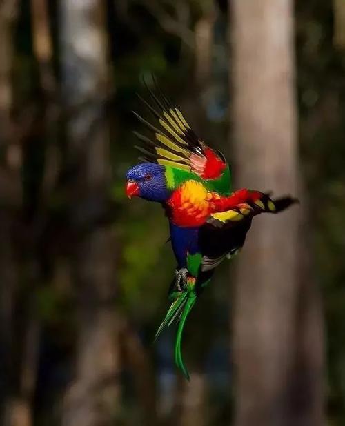 彩虹鹦鹉