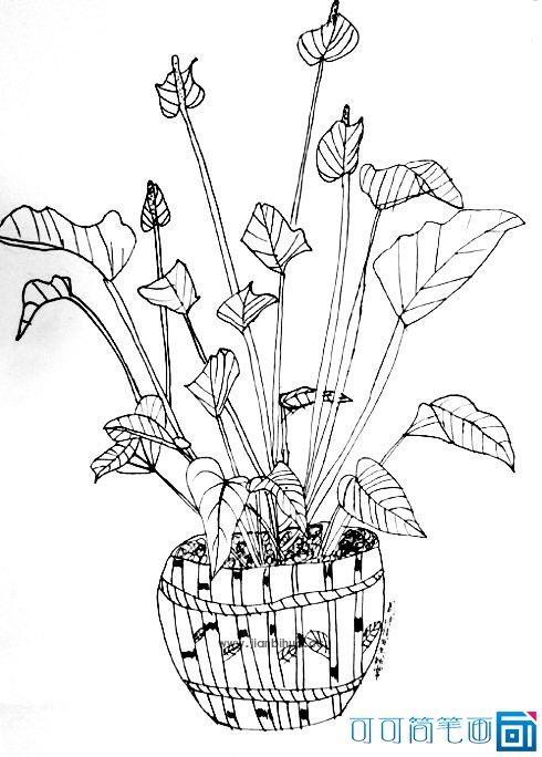 扶桑花怎样画_植物简笔画