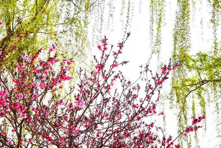 梅柳争春不争艳