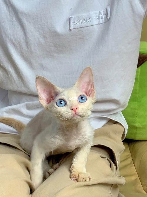 仅此一只 稀有乳色蓝眼睛德文卷毛猫 爱了_德文卷毛猫