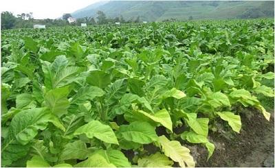 云烟87田间长势长相