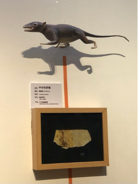 博物馆奇妙之旅|放慢脚步与自然"对话"——走进北京