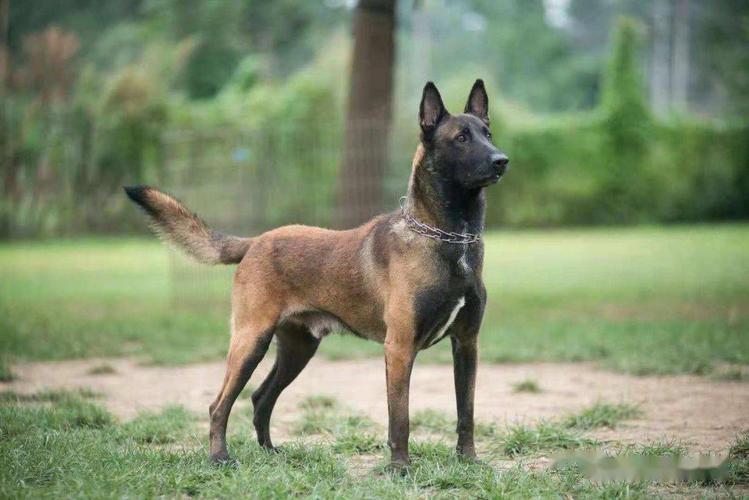 关于马犬白胸白爪的问题,不懂的人建议好好看看!