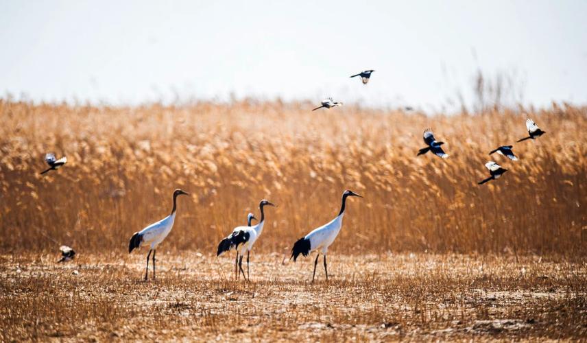 美丽江苏·每日一景丨盐城黄海湿地:兰泽多芳草 人来鸟不惊