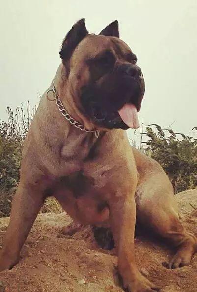 欣赏铁面犬种的别样魅力!