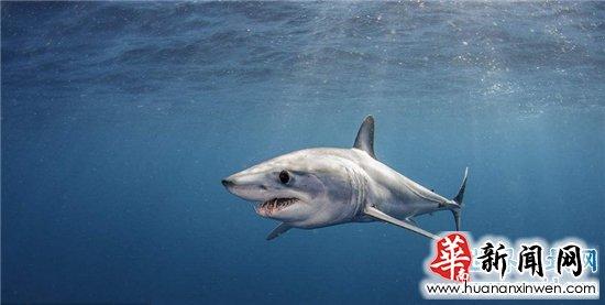 灰鲭鲨闻到血腥味便会咬人,曾在美国捕获最大灰鲭鲨
