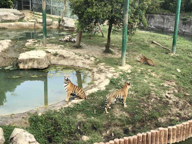 常州淹城野生动物园   自驾车票(不含车内人以及司机)【丛林大冒险】