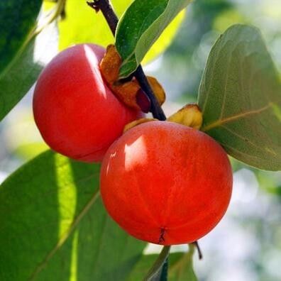 火呼噜柿子专业合作社 供应柿子 香脆甜美