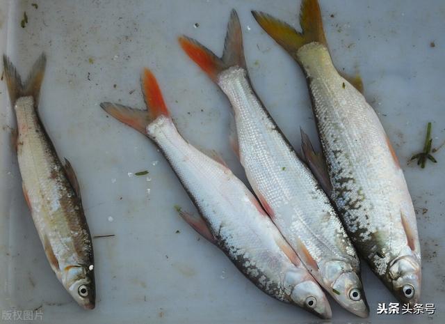 最受钓鱼人喜欢的十种淡水鱼