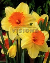 荷兰进口洋水仙种球