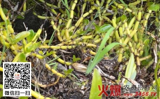 石斛的功效与作用