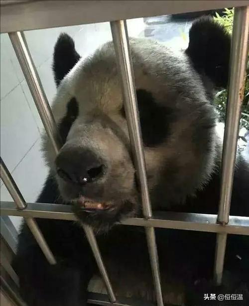 话痨大熊猫金虎,和饲养员一问一答,从头上抓食物的萌