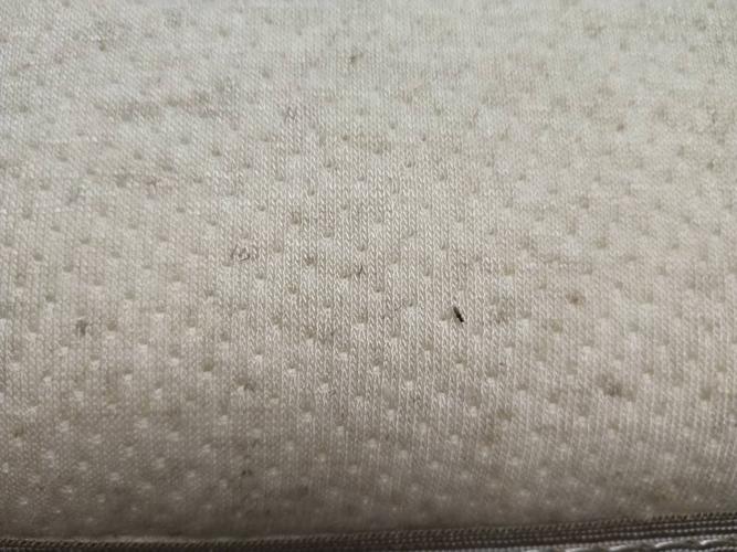 看见身上有一只,仔细看发现被单上也有,拿掉凉席和被单席梦思上有好多