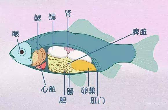 当心鱼的这个部位有剧毒男子吃完后被送进eicu快告诉家人