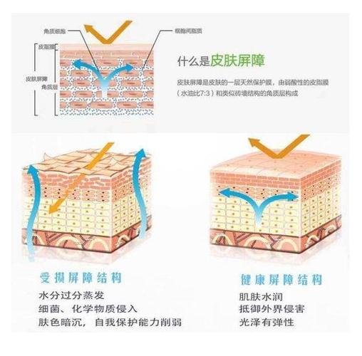 皮肤屏障示意图