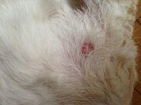 狗狗屁股上长了个疖子一类的包,看着好像比前几天大了,内附图,求解该