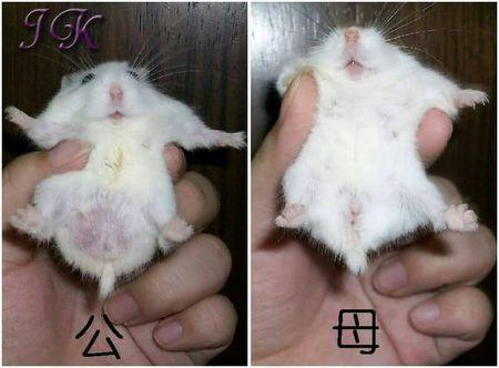 这个叫三线仓鼠,主生活在沙漠或者荒野的地方,怕热怕冷,喜暧,主食吃