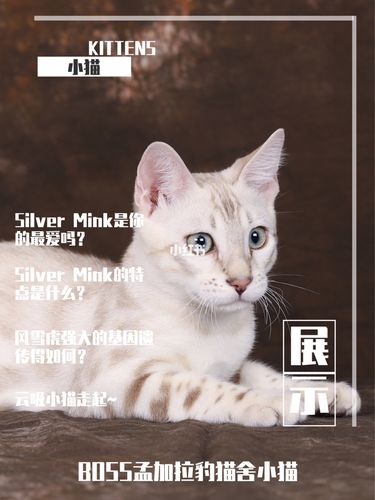 风雪虎强大的基因带给我们好几只银雪宝宝