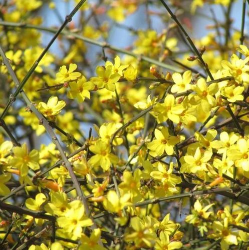 三台山春季赏花表新鲜出炉还有特色活动来袭赶紧收藏